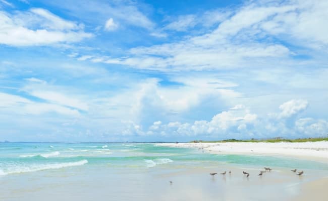 Bird standing on a white sandy beach.