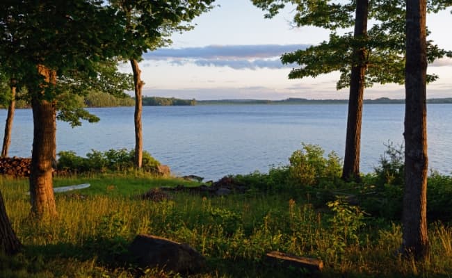 Trees overlooking a lake