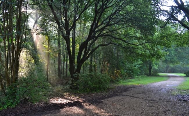 view of trail