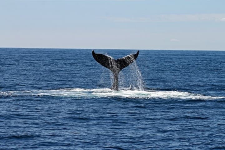 The Cape Cod Experience Package