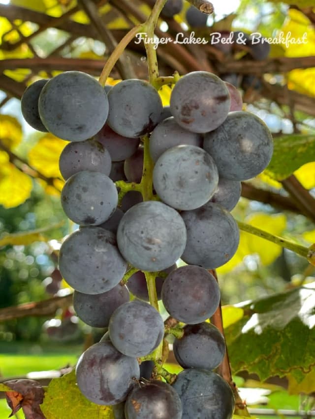 Finger Lakes Bed & Breakfast at Hutton Farm