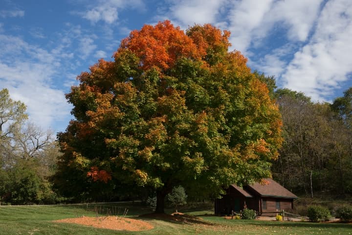 tree changing color