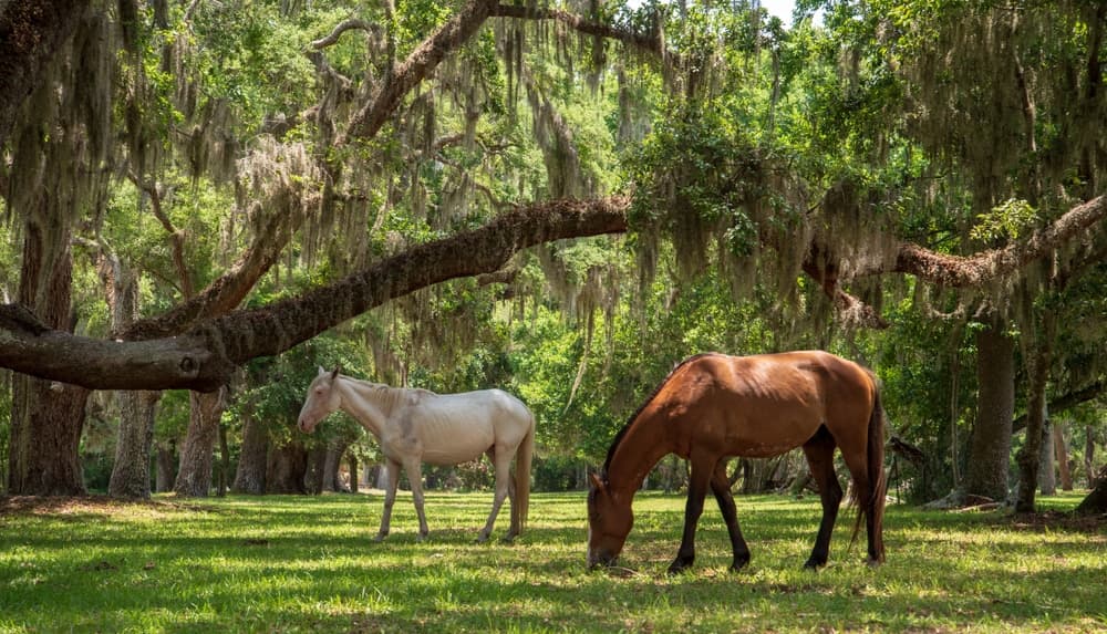 Cumberland Island horses eating under the trees