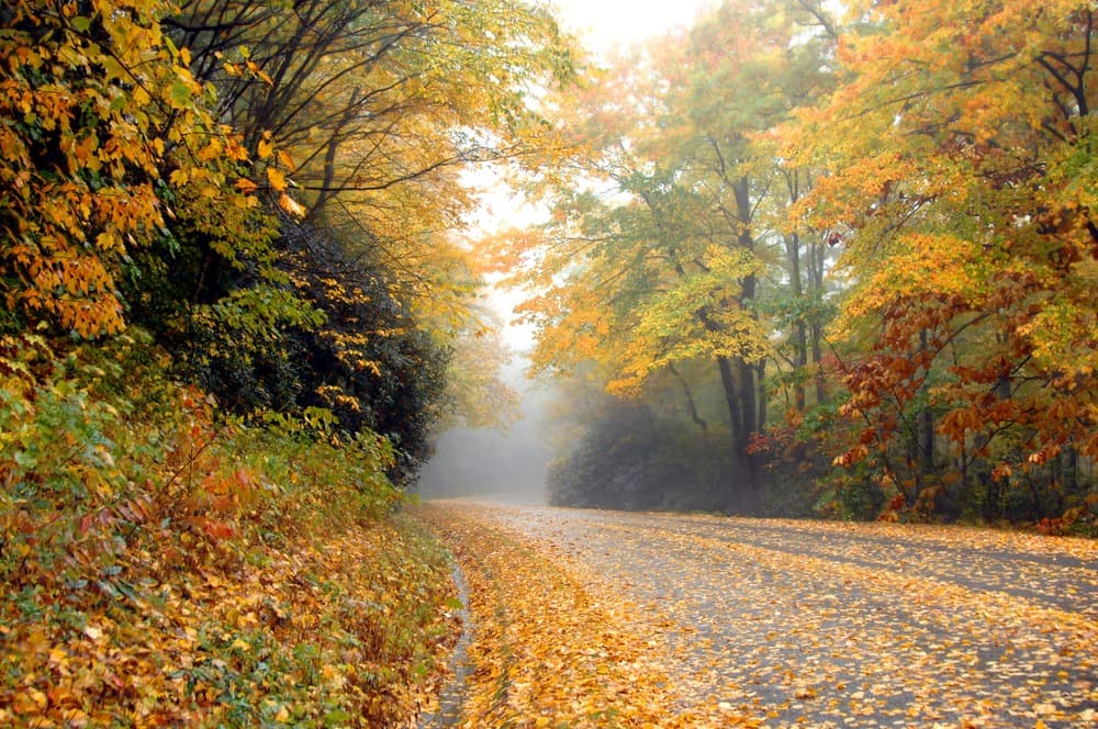 Stunning fall foliage