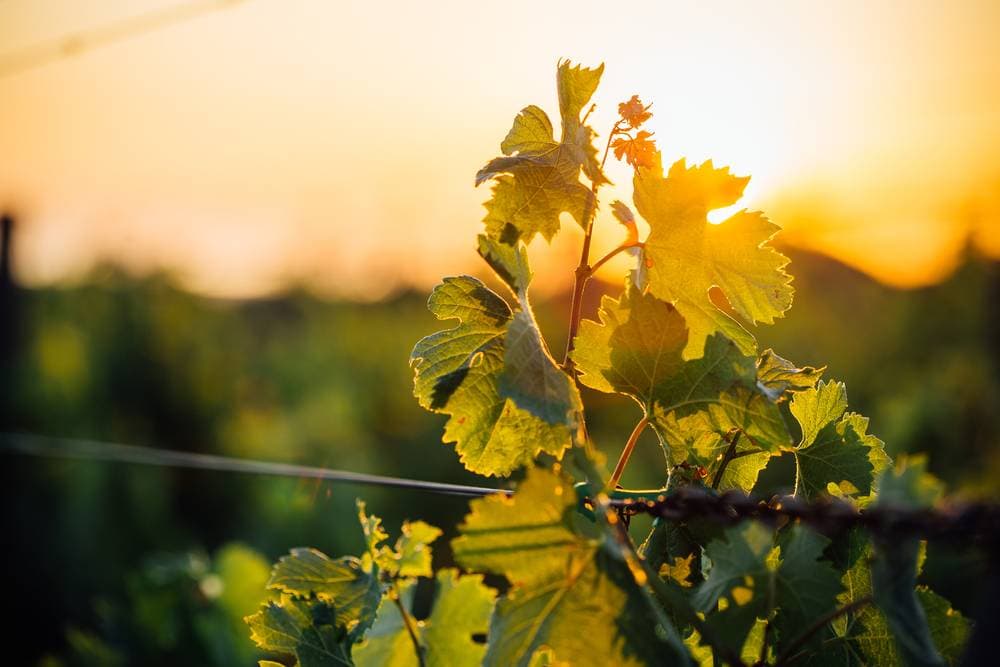 Sunset at the Vineyards at the best wine