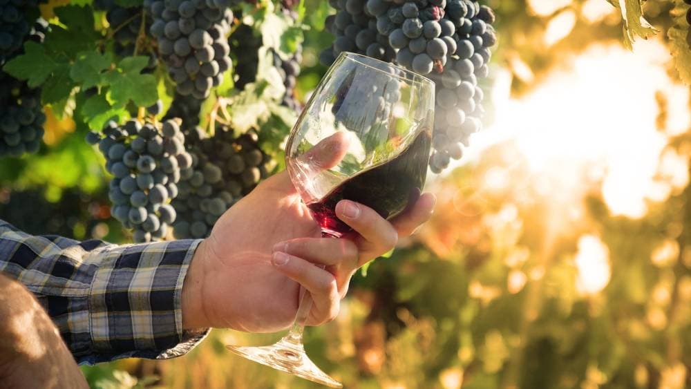 Enjoying a glass of wine
