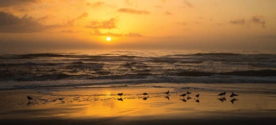 Birds standing on a beach at sunset.