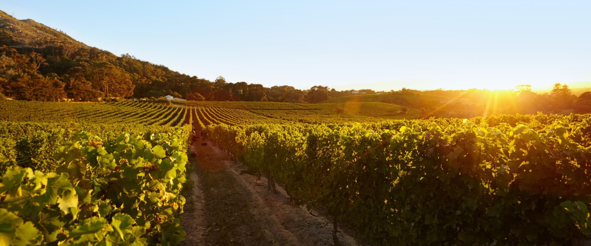 Field of grape vines under a clear blue sky